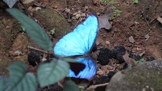 Morpho Butterfly [upl. by Ordnassela562]