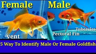 5 Way To Identify Male Or Female Goldfish [upl. by Epps]