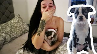 SUPRISING MY GIRLFRIEND WITH A PUPPY  BOSTON TERRIER [upl. by Einniw]