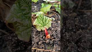 baby rhubarbs and new strawberry leavesits all growing on [upl. by Berlinda]