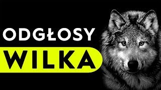 Wilk  odgłosy wilka [upl. by Pickett]