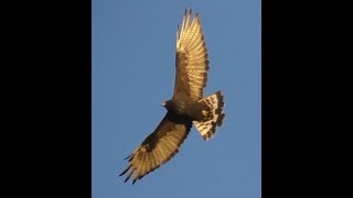 American Wildlife  ZoneTailed Hawk [upl. by Refotsirhc]