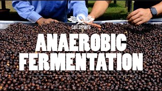 Anaerobic Fermentation [upl. by Nailliw]