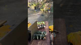 Sushi with eel in nature asmr cooking [upl. by Alleusnoc]