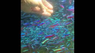 1000  Cardinal Tetras [upl. by Jehiah]