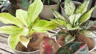 Cara Menanam Aglaonema  How To Plant Aglaonema [upl. by Aitsirt]