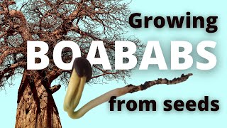 How to Grow Baobab from Seed Quick and Easy [upl. by Aelat980]