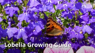 Lobelia Growing Guide Cardinal flower by GardenersHQ [upl. by Akiehsal]