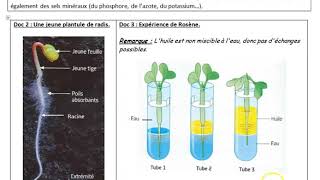 Activité 1  labsorption de leau et des sels minéraux par les végétaux [upl. by Maddie]