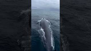 Blue whale near ship sidewhale whaleshark sea ship short youtube views subscribe ocean [upl. by Aniv372]