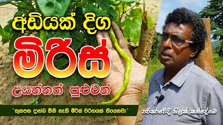 අඩියක් විතර දිග මිරිස්  තිලක් කන්දේගම  Chili variety Sri Lanka ThilakKandegama [upl. by Moersch]