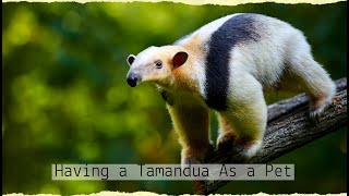 Having a Tamandua As a Pet [upl. by Rutra]