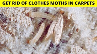 How to get rid of clothes moths in carpets and kitchen naturally [upl. by Arada]