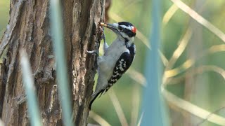 Downy Woodpecker gets Grub from Willow [upl. by Milore]