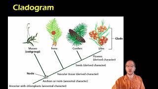 Biology Cladistics and Cladograms [upl. by Janaye260]