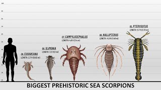 The 9 Largest Sea Scorpions Ever [upl. by Enidaj]