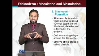 Echinoderms Embryology Morulation and Blastulation  Principles of Animal LifeI  ZOO514TTopic165 [upl. by Jay]