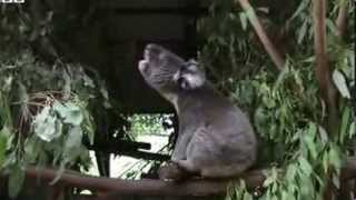 BBC News Koalas bellow with unique voice organ [upl. by Federica]