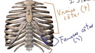 Anatomie simplifiée de la cage thoracique et de la colonne vertébrale [upl. by Domeniga]