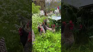 CALLING MY CHICKENS  Wenn die Hühner auf eine frische Wechselweide dürfen  Mit Exchequer Leghorn [upl. by Adamik]