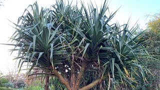 Pandanus tectorius Screw Pine  Must see July [upl. by Willman]