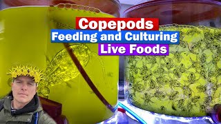 Copepods  Feeding and culturing Live food w Chad the Copegod from ReefNutrition [upl. by Avitzur]