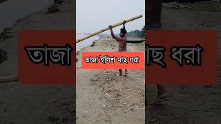 Poor fisherman caught fresh hilsa fish fishing hilsa catching poorfisherman [upl. by Goulden]