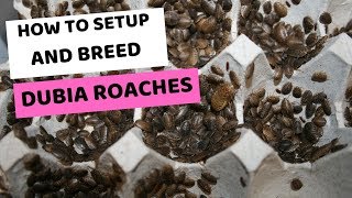 How to Setup and Breed Dubia Roaches [upl. by Adnot]