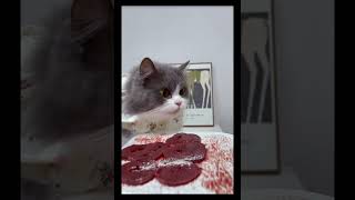 Cat Mukbang ASMR Eps 59 cat asmrcat catlover catasmr cateating [upl. by Mayram]