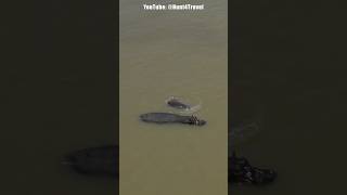 Hippo sighting on The River Gambia [upl. by Nadler]