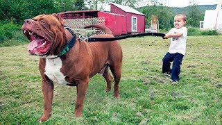 The BIGGEST PITBULL In The World [upl. by Ellison]