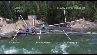 First Time in 100 Years  Whooshh Moves Salmon Over Cle Elum Dam [upl. by Micki458]