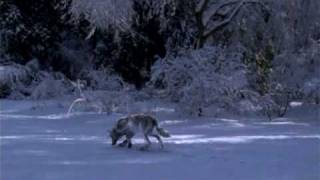 wolf animation in maya [upl. by Masry671]