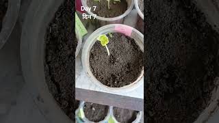 How to Grow Nasturtium From Seed gardening gardeningvideos garden plant nasturtium flower [upl. by Ellekram873]