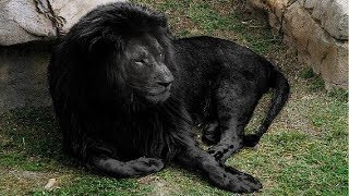 10 Most Unique Lions in the World [upl. by Elva]