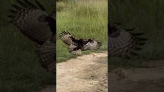 Change able hawk eagle fly down to hunt bird of prey for food foryou food nature birds eagle [upl. by Dom]