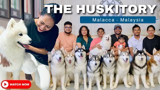 HUSKITORY MALACCA  MALAYSIA  PET SIBERIAN HUSKIES [upl. by Kimura]