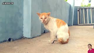 KUCING KAWIN [upl. by Loss]