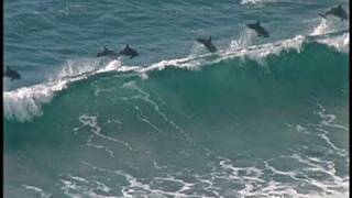 DOLPHINS SURFING SAN DIEGO [upl. by Naitsihc477]