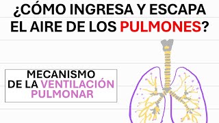 Ventilación pulmonar  Fisiología [upl. by Aklam]