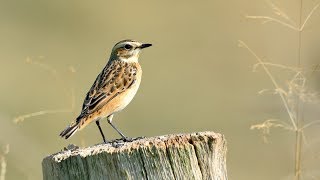 Artenporträt Braunkehlchen [upl. by Tserrof]