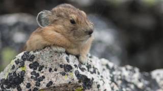 The Lifecycle and Longevtiy of a Pika [upl. by Aiyt]