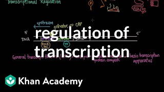 Regulation of transcription  Biomolecules  MCAT  Khan Academy [upl. by Mitchael]