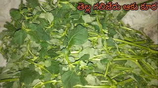 తెల్ల గలిజేరు ఆకు కూరTella Galijeru Frypunarnava leaf [upl. by Lesli]