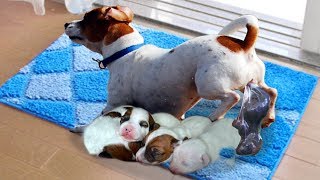 Mommy Jack Russell Dog Giving Birth To 5 Cute Puppies [upl. by Pansie]