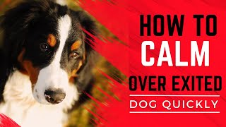 How to Calm Down a Dog with Dog Mat Training THE KIND CANINE [upl. by Roselyn]