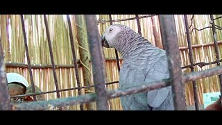 ‘Fk Off’ 5 Parrots Removed From British Wildlife Park For Cursing [upl. by Inamik]