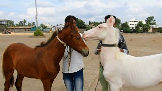 YEOLA SUNDAY HORSE MARKET October 2021 [upl. by Aleetha]