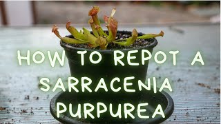 How To Repot A Sarracenia Purpurea Trumpet Pitcher Plant Repotting Soil Mix and Care Instructions [upl. by Hardie]