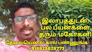 Mahogany tree farming tamil LakshsamTrees [upl. by Eecram]